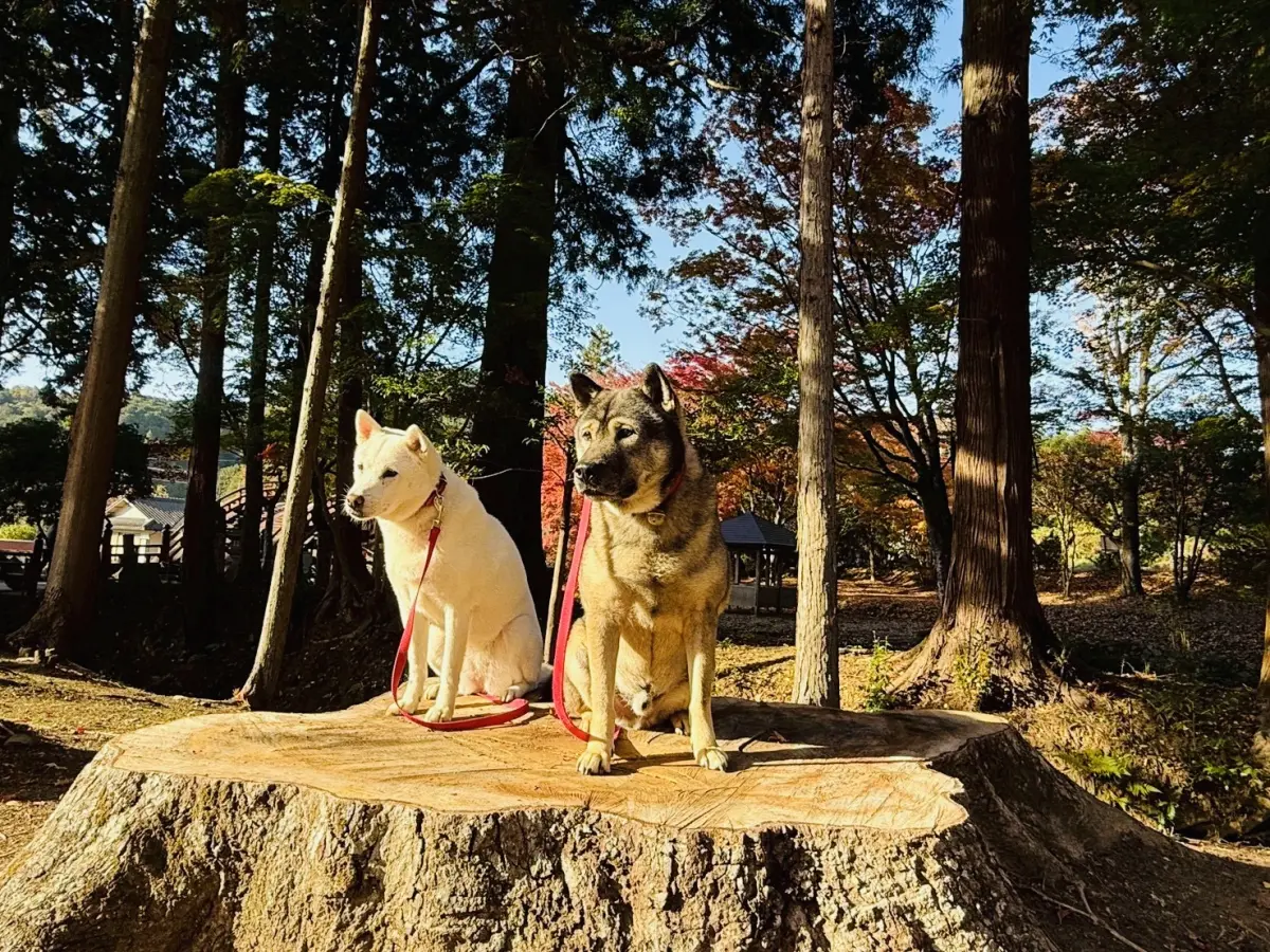 丹生都比売神社の御神犬